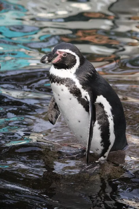 Humboldt Penguin — (Spheniscus humboldti)